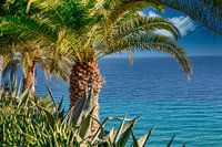 Palmen am Meer