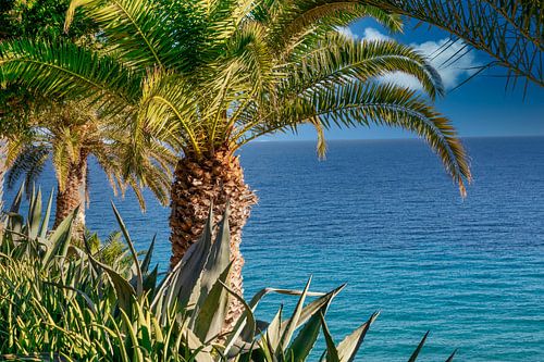 Palm trees by the sea