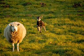 Happy youngster by Michael van Eijk