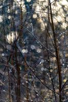 des gouttes d'eau après une nuit de gel sur les branches