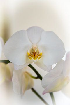 orchidee van Willem Holle WHOriginal Fotografie