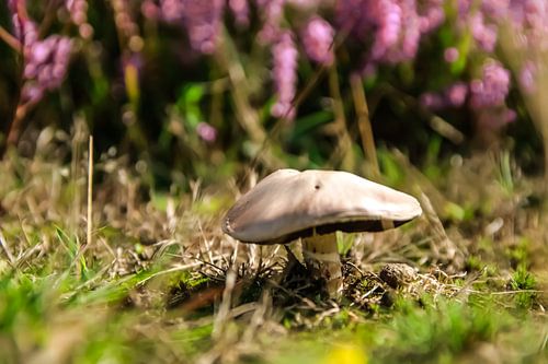 Pilz mit Heidekraut