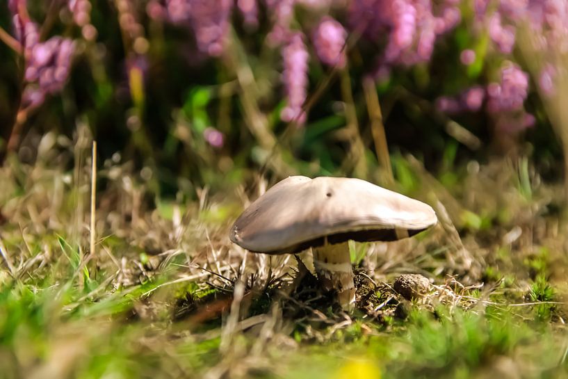 Pilz mit Heidekraut von Bas Maas