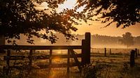 Gold am Morgen