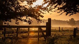 Gold in the morning by Richard Kamphuis