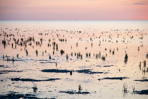Zeewier in de Waddenzee
