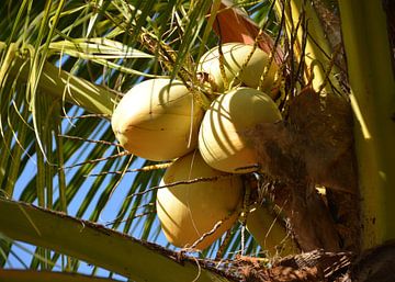 Coconuts 5 by Alex Neumayer