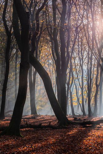 Sunrays in het Speulderbos