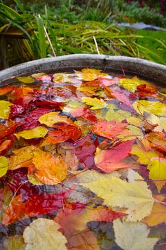 Autumn foliage in the garden by Claude Laprise