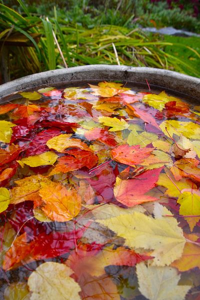 Autumn foliage in the garden by Claude Laprise