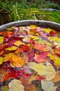 Autumn foliage in the garden by Claude Laprise thumbnail