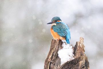 Kingfisher in the snow by Ina Hendriks-Schaafsma