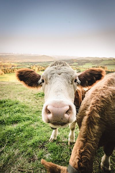 Sweet cow with Allgäu mountains in the background by Leo Schindzielorz