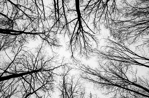 View into the treetops