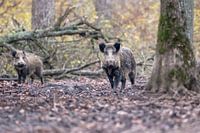 Wild boar