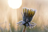 Dandelion and ripe