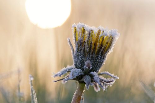 Paardenbloem en rijp