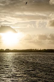 Sunset over the North Sea with seagull by Alexander Baumann