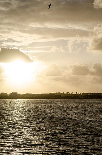 Sunset over the North Sea with seagull