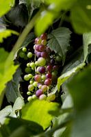 wine grapes on grapevine France
