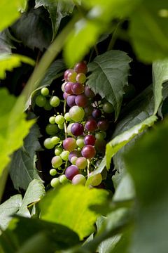 wine grapes on grapevine France by Margriet Hulsker