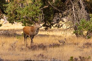 Rotwild auf der Hoge Veluwe, Niederlande