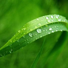 Regentropfen im Grün von Ilona Montag