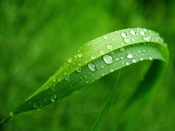 Regentropfen im Grün von Ilona Montag