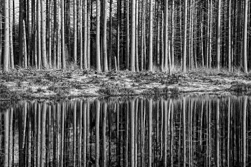 Wald Reflexionen von Jan Brons