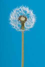 Pissenlit sur Elles Rijsdijk