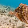 Sepia (zeekat) onderwater in de Rode Zee van Marjan Schmit Visser