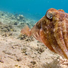 Sepia (Tintenfisch) unter Wasser im Roten Meer von Marjan Schmit Visser