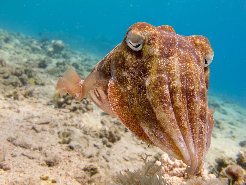 Sepia (Tintenfisch) unter Wasser im Roten Meer von Marjan Schmit Visser