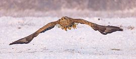 Pygargue à queue blanche (Haliaeetus albicilla)