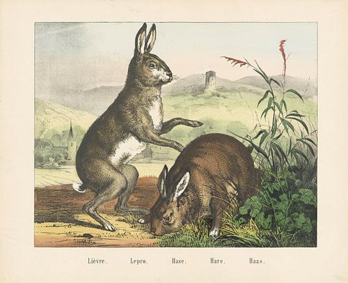 Lièvre. / Lepro. / Hase. / Hare. / Haas, firme de Joseph Scholz, 1829 - 1880