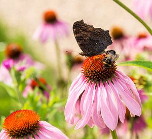 Echinacea purpurea   with butterfly