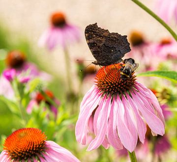 Echinacea purpurea   with butterfly sur ChrisWillemsen