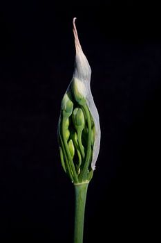 Allium Nectaroscordum Siculum