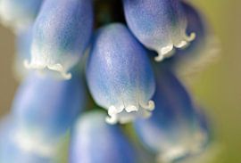 Grape Hyacinths by Jessica Berendsen