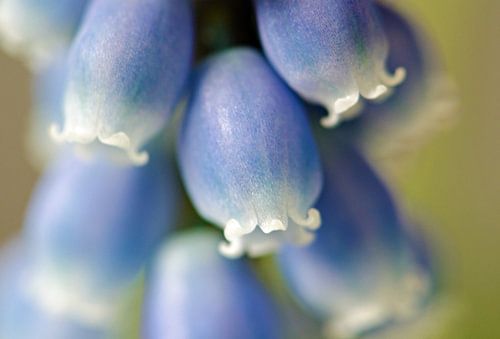 Grape Hyacinths