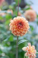 Dahlia Apricot