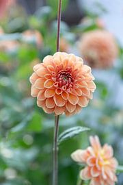 Dahlie-Aprikose von Suzanne van Saase