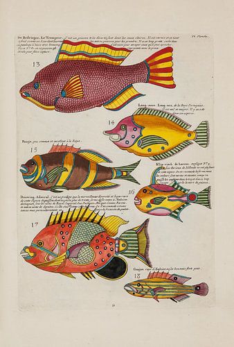 Écrevisses et crabes, Louis Renard, 1754 - Collection Teylers Museum