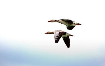 Geese in flight. by Roy IJpelaar