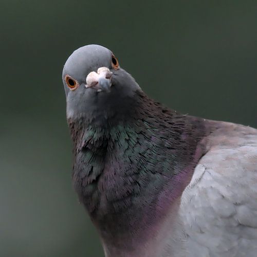 Pigeon