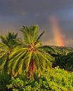Ein Regenbogen und Palmen von Henk Meijer Photography Miniaturansicht