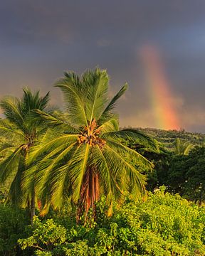 Un arc-en-ciel et des palmiers