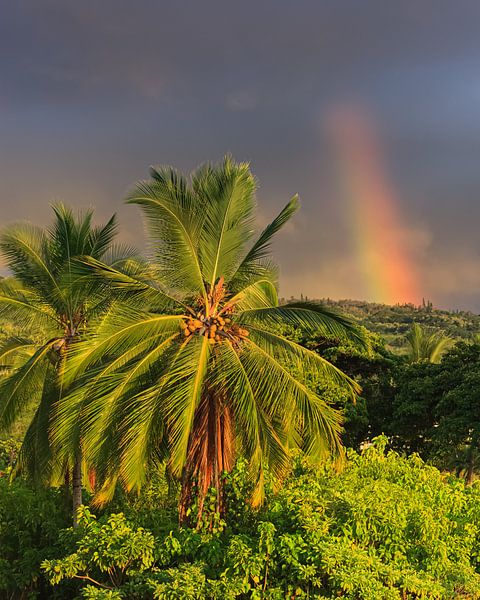 A rainbow and palm trees by Henk Meijer Photography