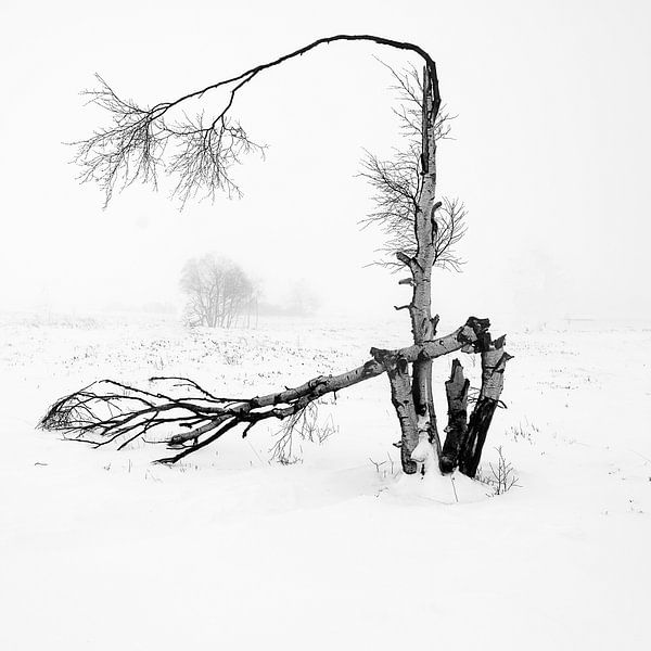 wind damage by Guy Lambrechts Photography