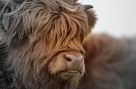 Schotse hooglander portret 2 kleurig van Sascha van Dam thumbnail